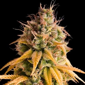 Auto Bonkers > Empire Seeds